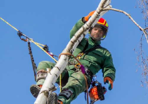 What Industry Does an Arborist Fall Under?