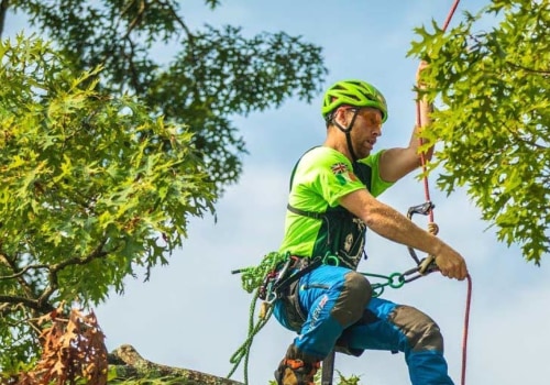 How Much Does it Cost to Hire an Arborist?