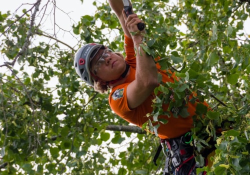 The Importance Of Professional Tree Maintenance: Arborist Insights In Orlando