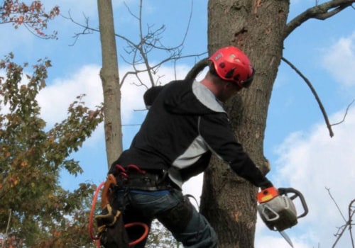 What Skills Do You Need to Become an Arborist?