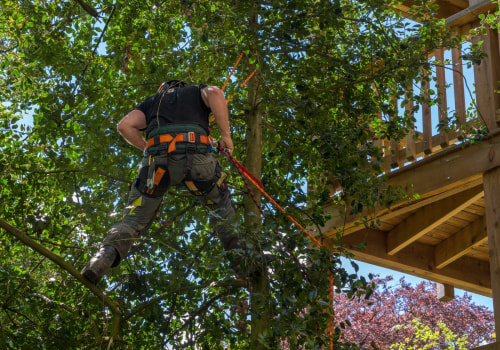 Why You Need A Certified Arborist For Your Tree Service Needs In Rochester, NY