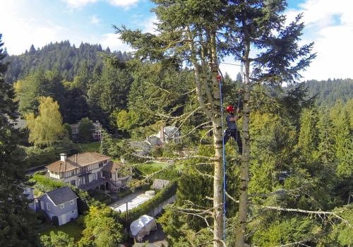 Understanding Tree Health: How Portland's Arborists Approach Pruning