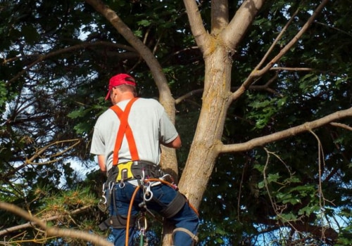 Are Arborists Licensed? A Comprehensive Guide