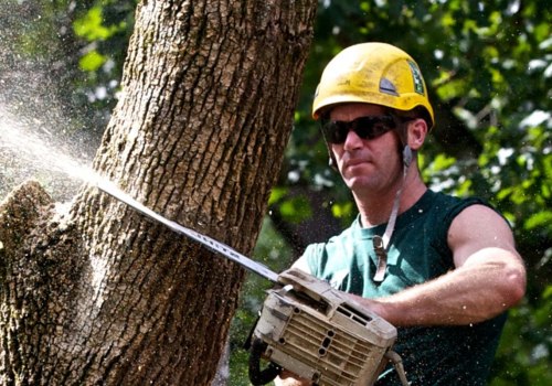 What Does an Arborist Do for a Living?