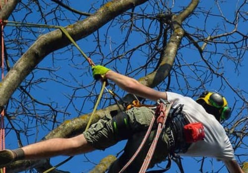 Do Arborists Need a License? A Comprehensive Guide