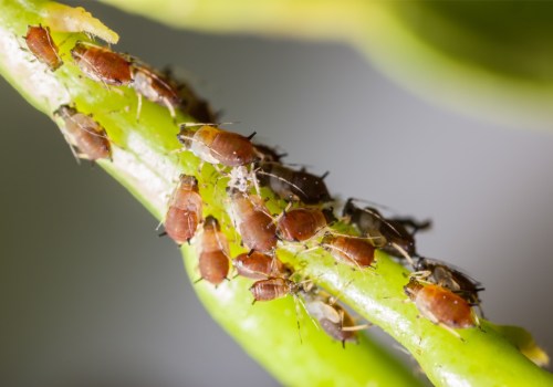 From Bugs To Branches: The Importance Of Pest Extermination And Arborist Services In Fayetteville