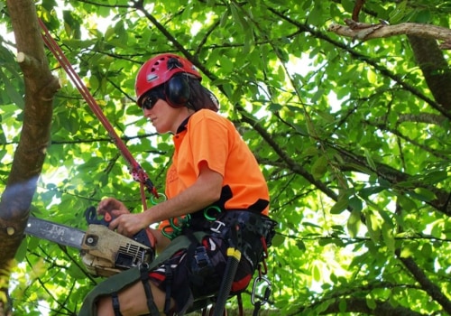 What is the Difference Between an Arborist and a Horticulturist?
