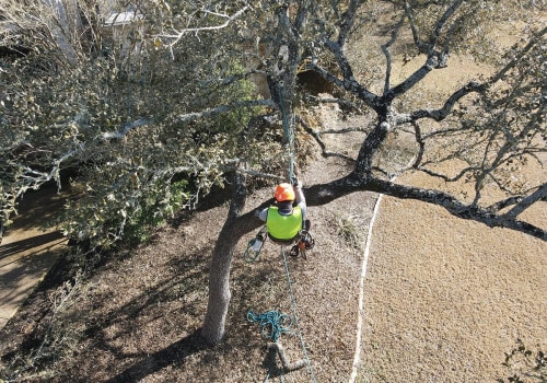 The Importance Of Hiring A Certified Arborist For Tree Services In Greater Austin