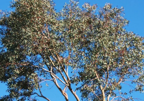 The Importance Of Hiring An Arborist For Tree Maintenance In Brisbane Southside