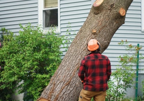 Why is Tree Service So Expensive? An Expert's Perspective