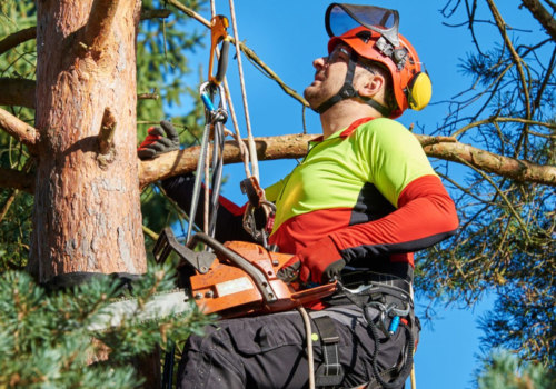 Is an Arborist a Rewarding Career Choice?